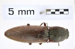 Foto (Dorsalansicht) von Liotrichus (Liotrichus) ligneus (Candèze, 1879) (NHMW-ZOO-COL-0008296)